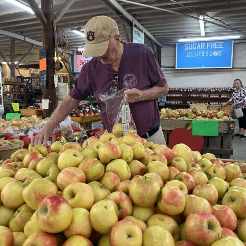 Dan Apple Orchard